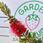 Tyčinkovec (Callistemon citrinus) ´SPLENDENS´ výška: 100-130 cm, kont. C7L - NA KMIENKU, červený